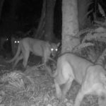 Trail Camera Captures Rare Images of Family of Endangered Florida Panthers